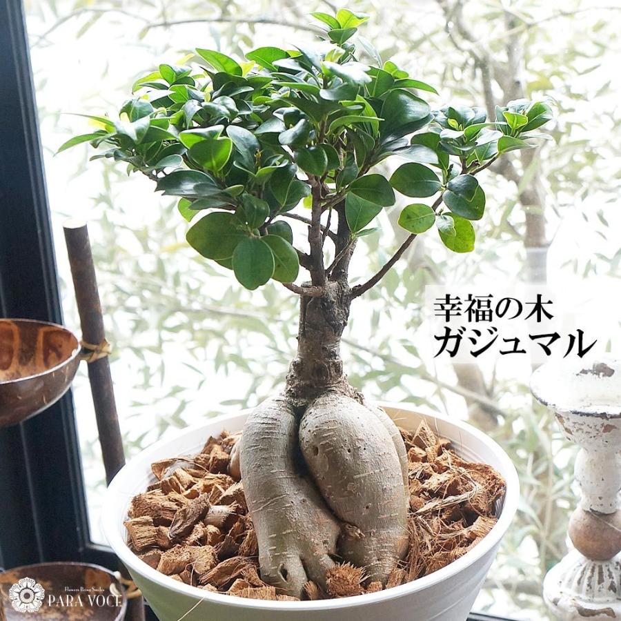 観葉植物 花 プレゼント ガジュマル 人気 誕生日プレゼント 開店祝い 新築祝い 幸福の木 ギフト ガジュマル 7号鉢 母の日プレゼント 多幸の樹 インテリア観葉｜paravoce