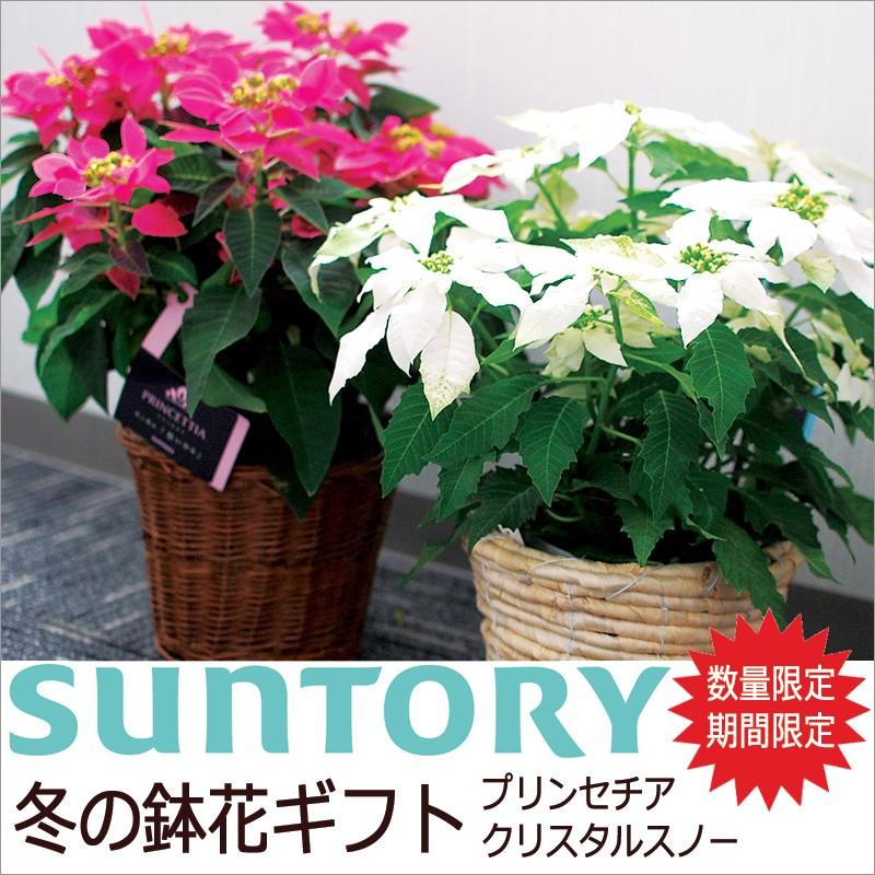サントリー プリンセチア クリスタルスノー 鉢花鉢 お歳暮ギフト ポインセチア ピンクの葉 純白の葉 Princettia 花ギフト専門店 パラボッセ 通販 Yahoo ショッピング