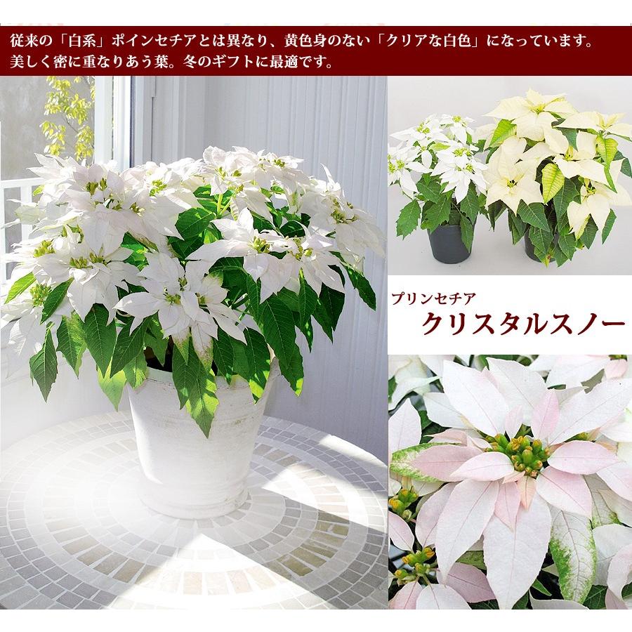 サントリー プリンセチア クリスタルスノー 鉢花鉢 お歳暮ギフト ポインセチア ピンクの葉 純白の葉 Princettia 花ギフト専門店 パラボッセ 通販 Yahoo ショッピング
