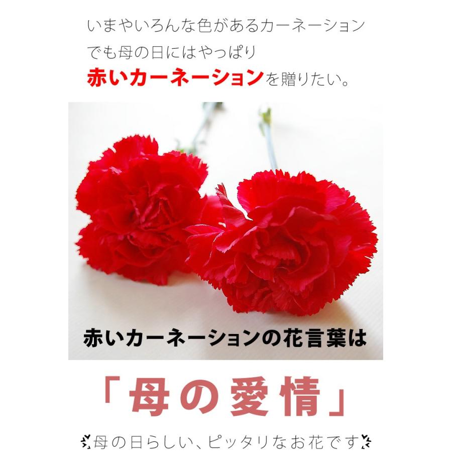 売り尽くしセール】母の日 花 ギフト 母の日 カーネーション 母の日