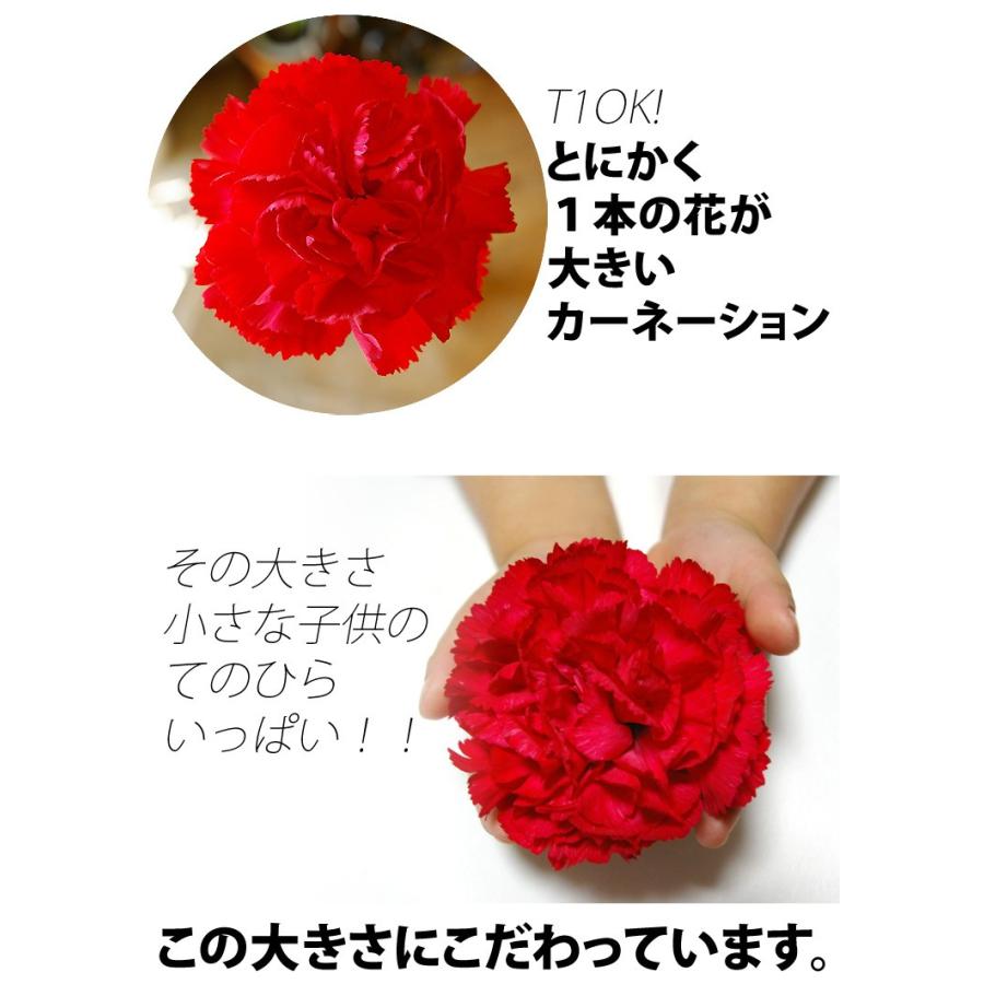 母の日 花 ギフト 母の日ギフト 母の日 花 プレゼント 赤いカーネーション 20本の花束 驚きのボリューム 極上の赤いカーネーション感動の花束 :rcbsw:花ギフト専門店 パラボッセ - 通販 - Yahoo!ショッピング 母の日 花 ギフト 母の日ギフト 母の日 花 プレゼント 赤いカーネーション 20本の花束 驚きのボリューム 極上の赤いカーネーション感動の花束 :rcbsw:花ギフト専門店 パラボッセ - 通販 - Yahoo!ショッピング
