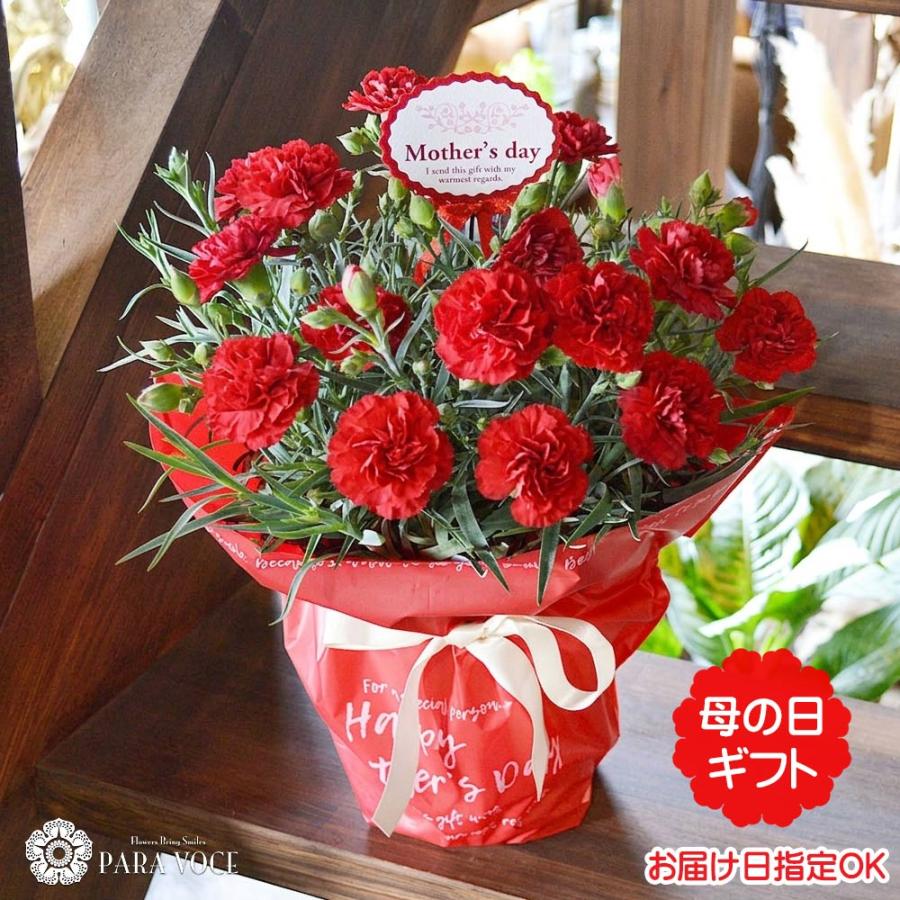 母の日 ギフト 花 赤いカーネーションの鉢花 5号鉢 2025母の日
