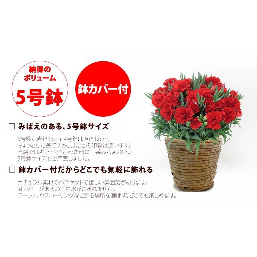 母の日 ギフト 花 母の日 花 ギフト プレゼント 母の日ギフト 母の日プレゼント 鉢花 鉢植え カーネーション 花鉢 赤 母の日ギフト プレゼント 5号鉢 Rcpot 花ギフト専門店 パラボッセ 通販 Yahoo ショッピング