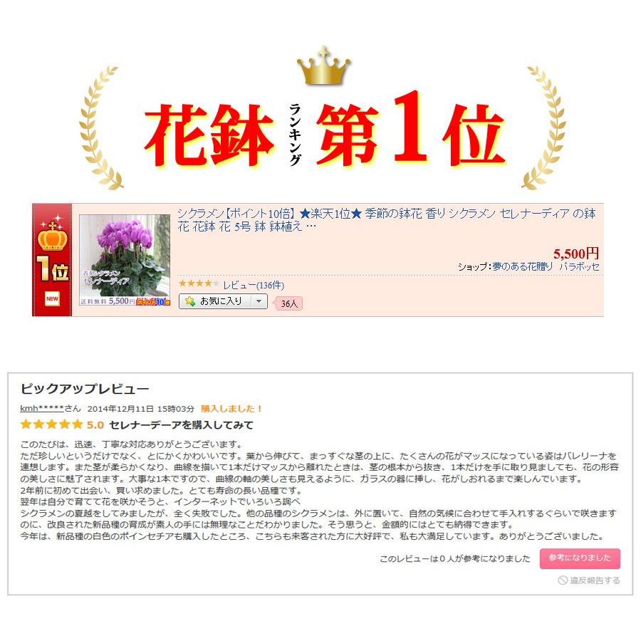 古希 喜寿 花 誕生日ギフト サントリー セレナーディア 青いシクラメン ブルーシクラメン 鉢花 花鉢 鉢植え 紫 アロマブルー ライラックフリル 新品種 珍しい Serenadia 花ギフト専門店 パラボッセ 通販 Yahoo ショッピング