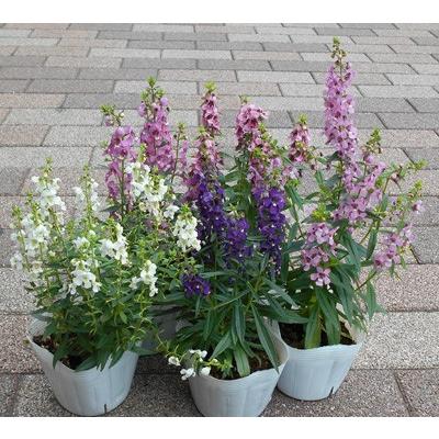 アンゲロニアの苗 : フラワーショップ パレット - 通販 - Yahoo