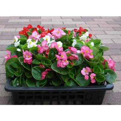 ෆ˚*感謝セールෆ˚* ベゴニア 1苗 抜き苗 寄せ植え 多肉植物 ベコニアの苗 : フラワーショップ パレット - 通販 - Yahoo!ショッピング