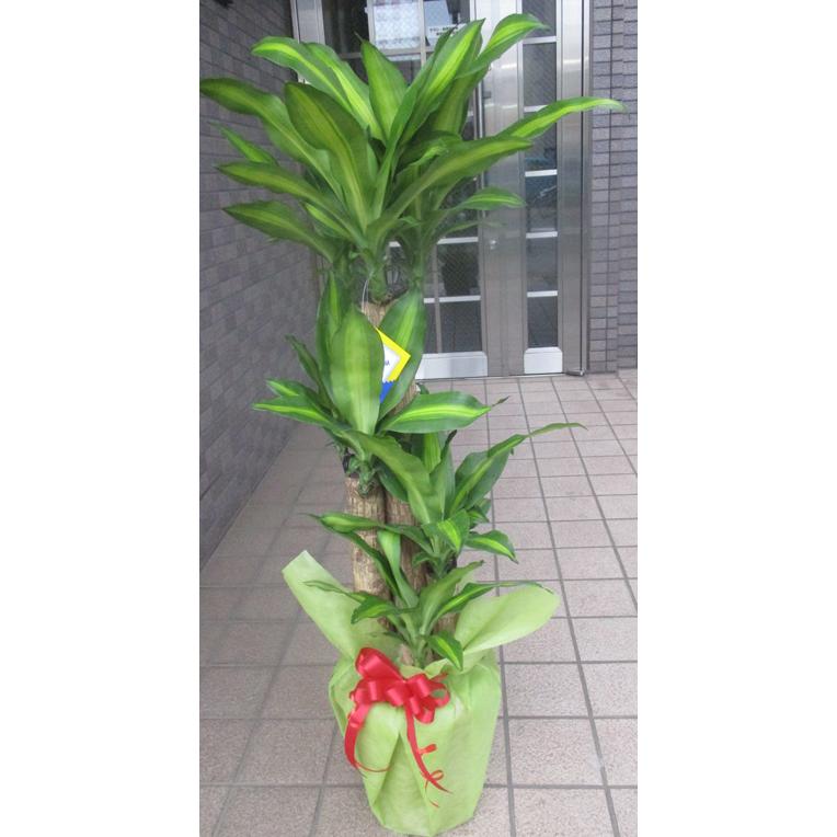 中型観葉植物 波状の緑色の葉　幸福の木　ドラセナ　マッサンゲアナ 中型観葉植物 波状の緑色の葉 幸福の木 ドラセナ マッサンゲアナ 中型