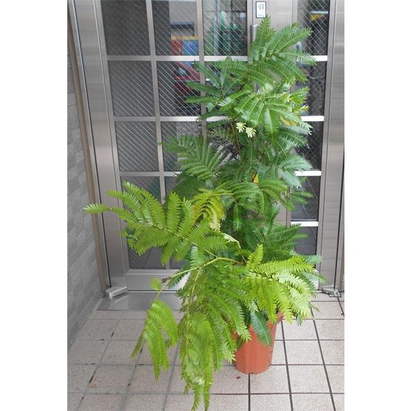 エバーフレッシュ 7号 【限定品】 : フラワーショップ パレット