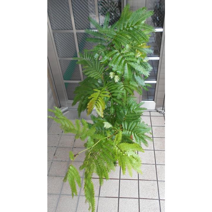 エバーフレッシュ 7号 【限定品】 : フラワーショップ パレット