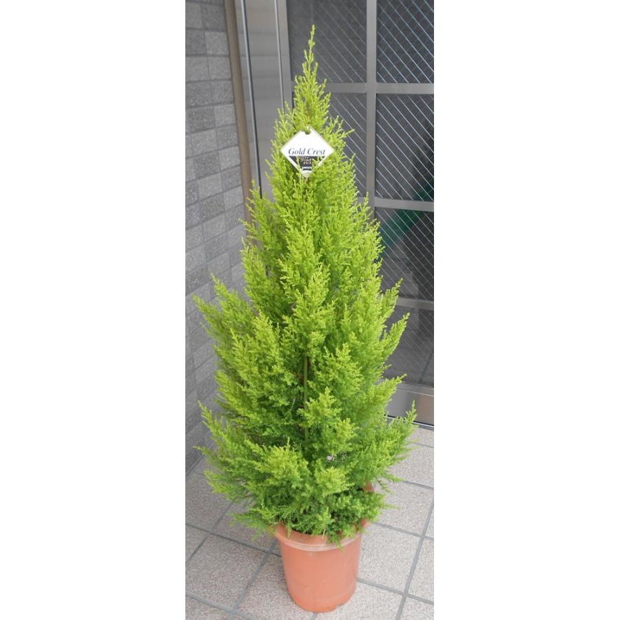 ゴールドクレスト　高さ約100cm 高さ約100cmの ゴールドクレスト【七号鉢】 : フラワーショップ