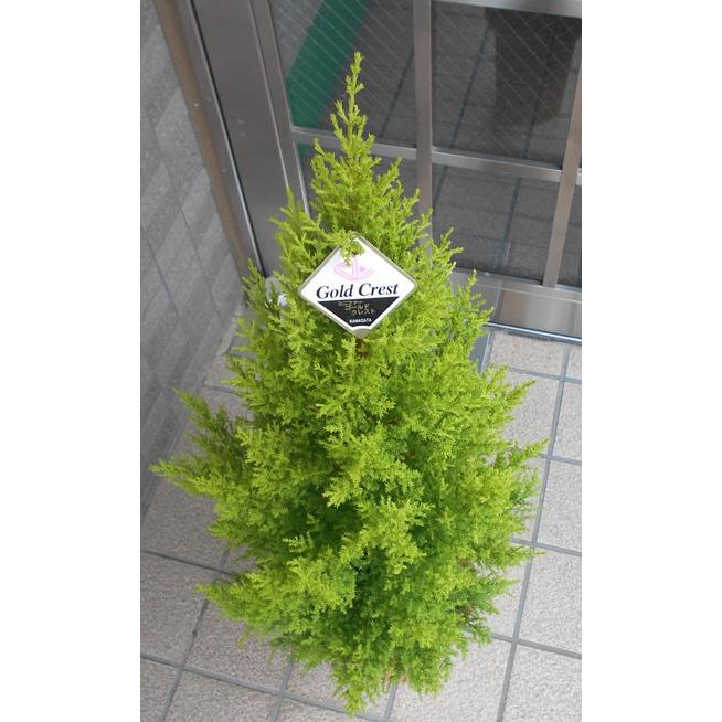 ゴールドクレスト　高さ約100cm 高さ約100cmの ゴールドクレスト【七号鉢】 : フラワーショップ