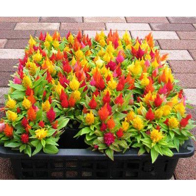 ケイトウの苗 : フラワーショップ パレット - 通販 - Yahoo!ショッピング