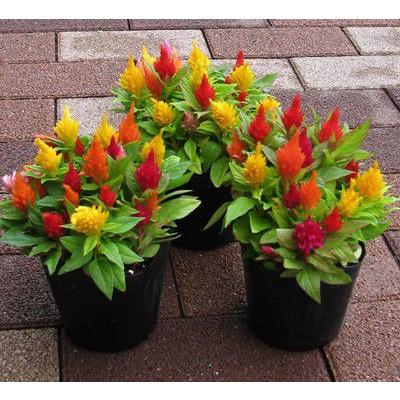 ケイトウの苗 : フラワーショップ パレット - 通販 - Yahoo!ショッピング