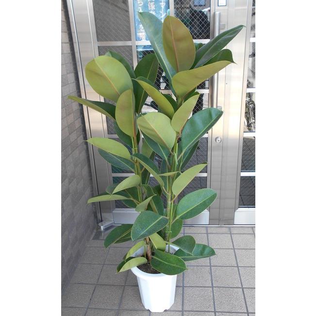 公式通販 ゴムの木 ロブスター