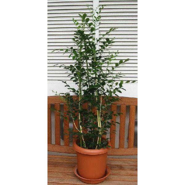 61 以上節約 中型観葉植物 シルクジャスミン