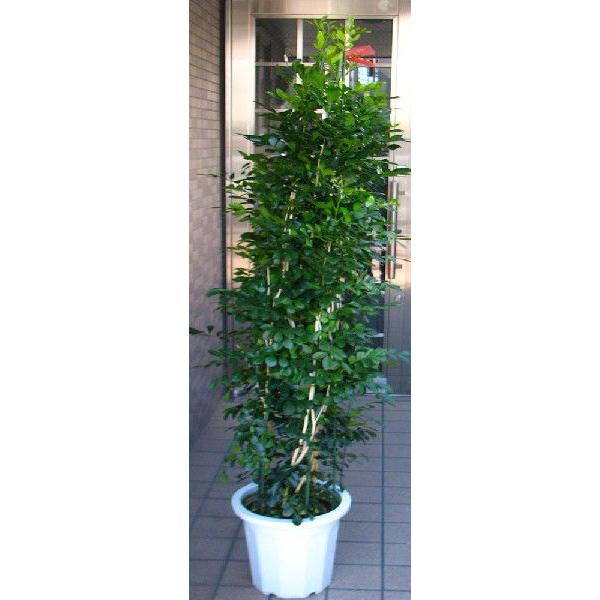 大型観葉植物 シルクジャスミン｜parextuto-store