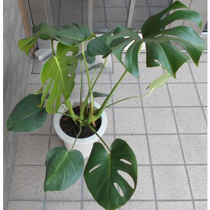 人気の観葉植物モンステラ（六号鉢） : フラワーショップ パレット