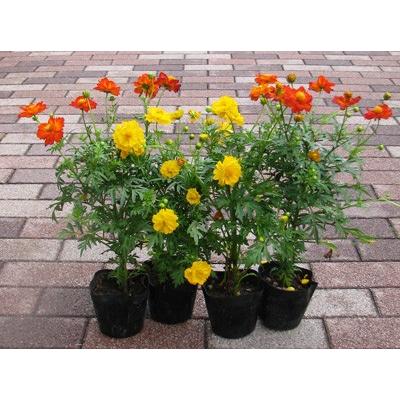 黄花コスモスの苗（キバナコスモス） : フラワーショップ パレット