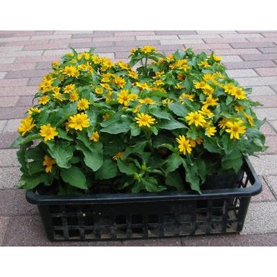 メランポジウムの苗 : フラワーショップ パレット - 通販 - Yahoo