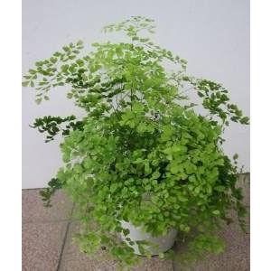 マイクロ アジアンタム【四号鉢】 : フラワーショップ パレット - 通販