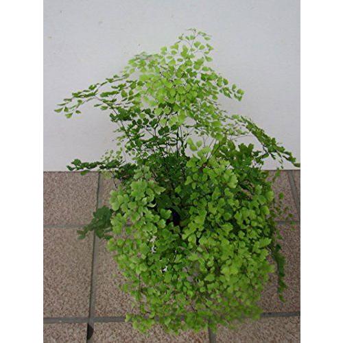 マイクロ アジアンタム 四号鉢 Ma01 フラワーショップ パレット 通販 Yahoo ショッピング