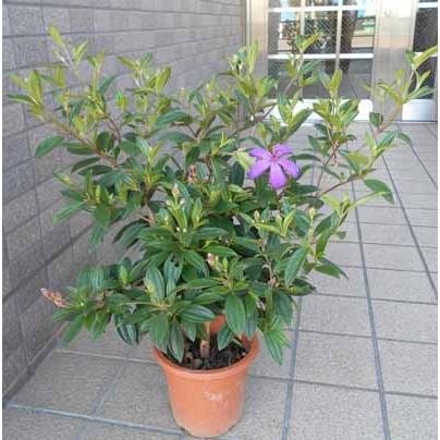 【新品タグ付】ノコオーノ プリーツジャケット フラワーモチーフ ビジュー 42 ノボタン コートダジュール（あけぼの） : フラワーショップ パレット