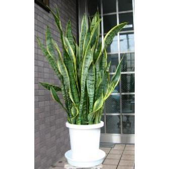 大型 サンスベリア : フラワーショップ パレット - 通販 - Yahoo