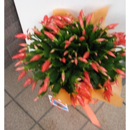 mihomiho デンマークカクタス オレンジ金平糖 A 発根済み 希少種