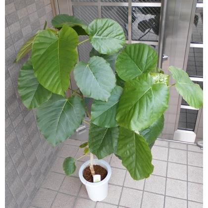 観葉植物 ウンベラータ : フラワーショップ パレット - 通販 - Yahoo