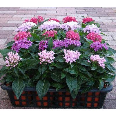 66円 Sale 75 Off ペンタスの苗