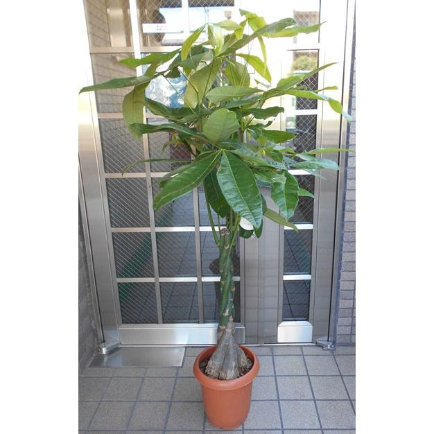 中型観葉植物 パキラ 人気の春夏