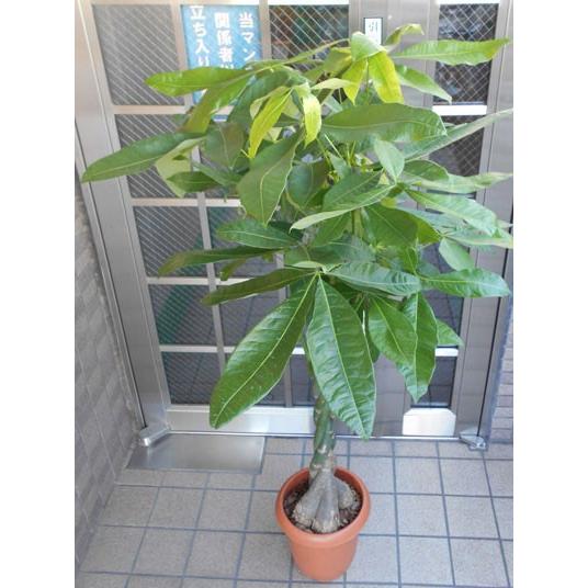 中型観葉植物　パキラ｜parextuto-store｜02