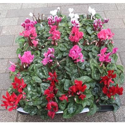 ガーデンシクラメンの苗 : フラワーショップ パレット - 通販 - Yahoo