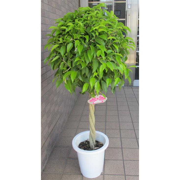 中型観葉 ベンジャミン トピアリー T01 フラワーショップ パレット 通販 Yahoo ショッピング