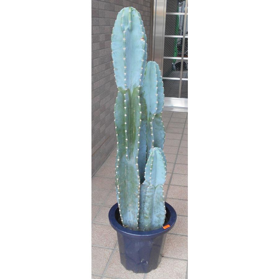 とげのない柱サボテン 三本立ち Th001 フラワーショップ パレット 通販 Yahoo ショッピング