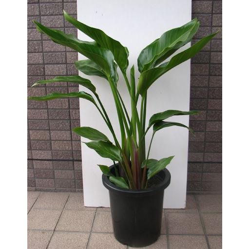 中型観葉植物 ストレリチア オーガスタ : フラワーショップ