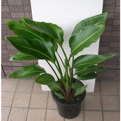 中型観葉植物 ストレリチア オーガスタ : フラワーショップ