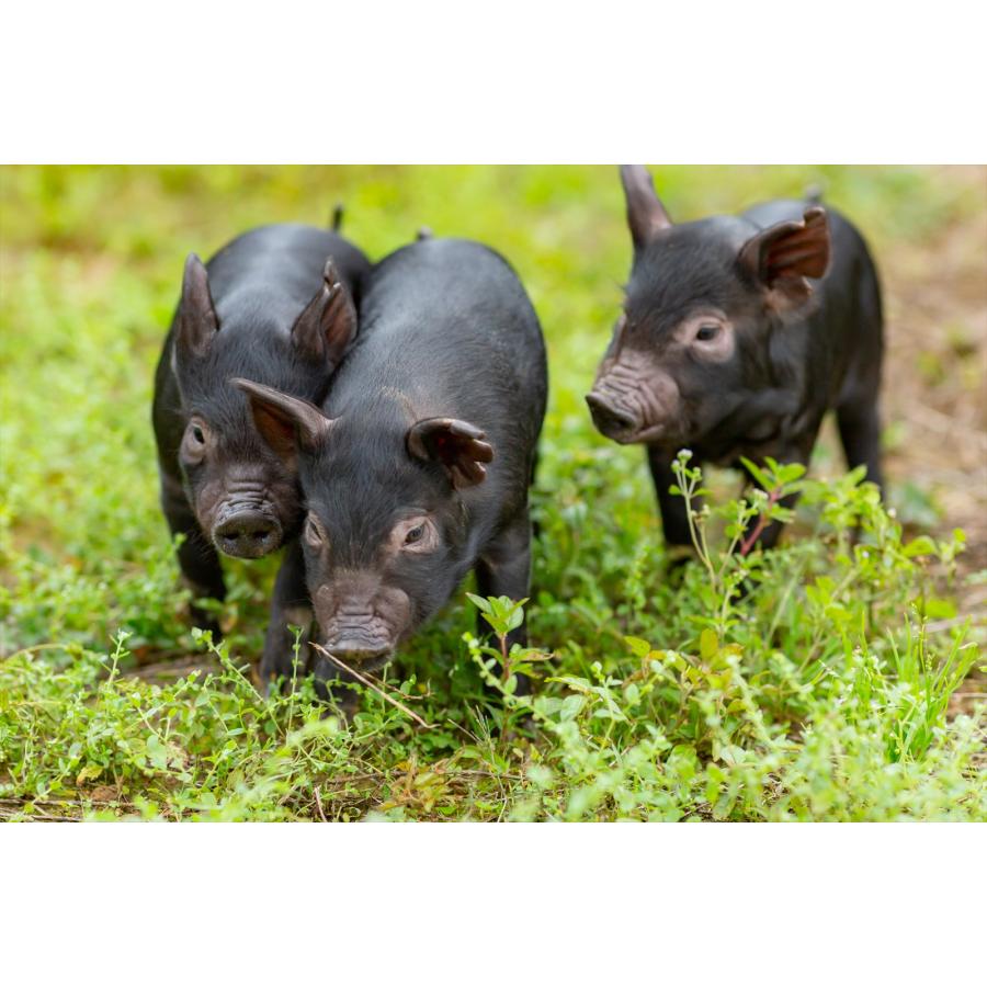 あぐ〜豚 【世界遺産の名水とパインで育った】アグー豚・パイとん