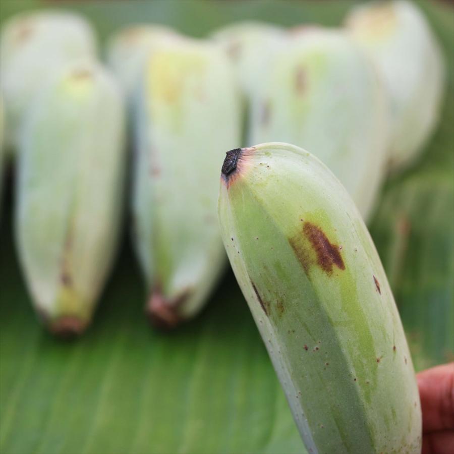 沖縄県産 自然栽培ナムワ系アイスクリームバナナ 5kg以上 国産 無農薬