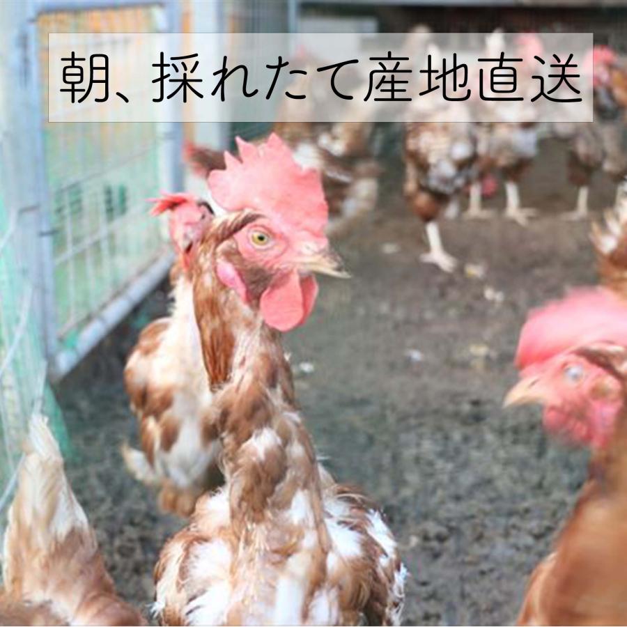卵 平飼い 60個 高級 沖縄産 まなたまご 朝採れ 直送 たまご 平飼い