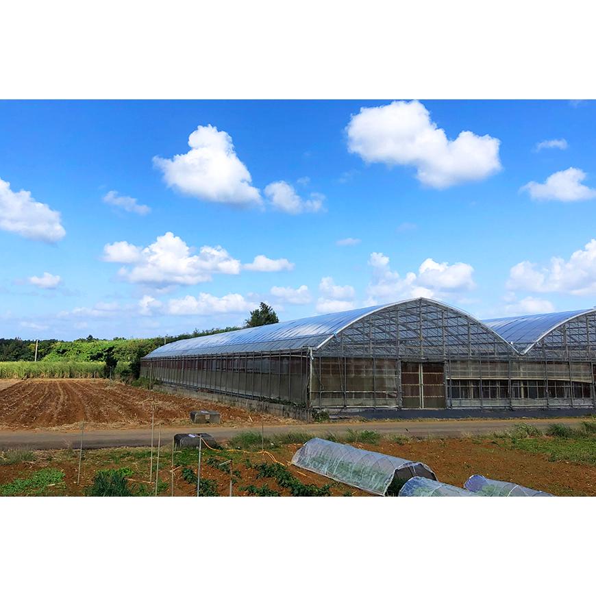 沖縄 宮古島産 限定10箱 桐箱入り 高級 マンゴー 糖度18以上 600g 2玉