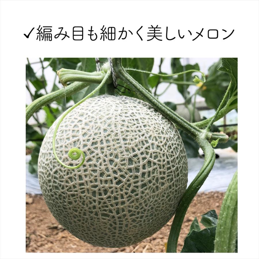 メロン 沖縄・宮古島産 冬メロン 2玉（大）計3.0kg以上・糖度14度保障！果物 フルーツ ギフト 高級 赤肉メロン 送料無料 |  | 04