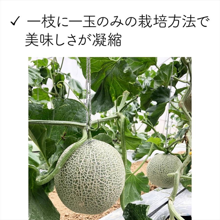 メロン 沖縄・宮古島産 冬メロン 2玉（大）計3.0kg以上・糖度14度保障！果物 フルーツ ギフト 高級 赤肉メロン 送料無料 |  | 05