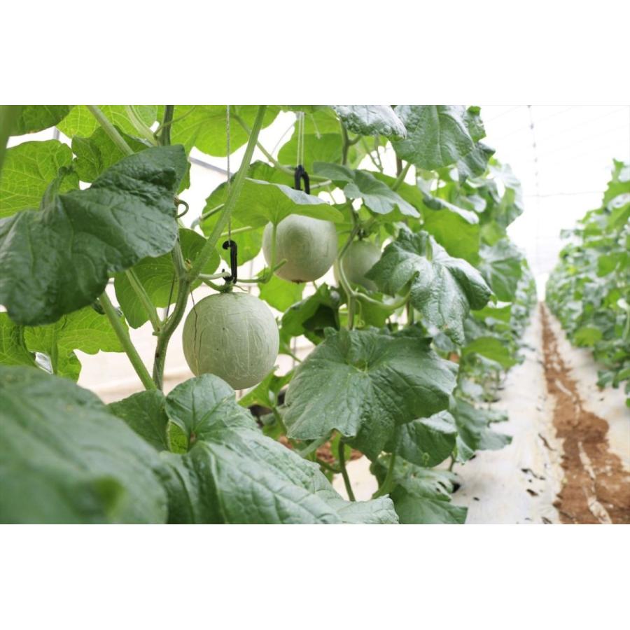 メロン 桐箱 大玉（1.7〜2.0kg）桐箱入りの高級メロン【冬メロン Premium】《12月・1月発送》沖縄・宮古島産｜果物 フルーツ ギフト |  | 06