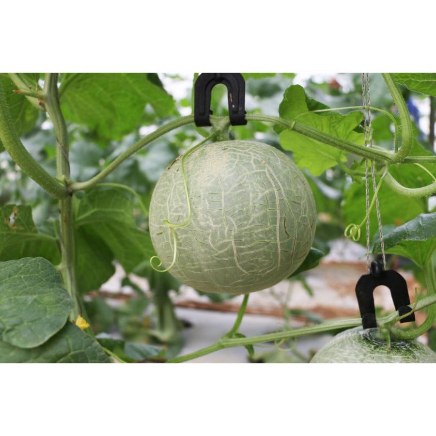 メロン 桐箱 大玉（1.7〜2.0kg）桐箱入りの高級メロン【冬メロン Premium】《12月・1月発送》沖縄・宮古島産｜果物 フルーツ ギフト |  | 07