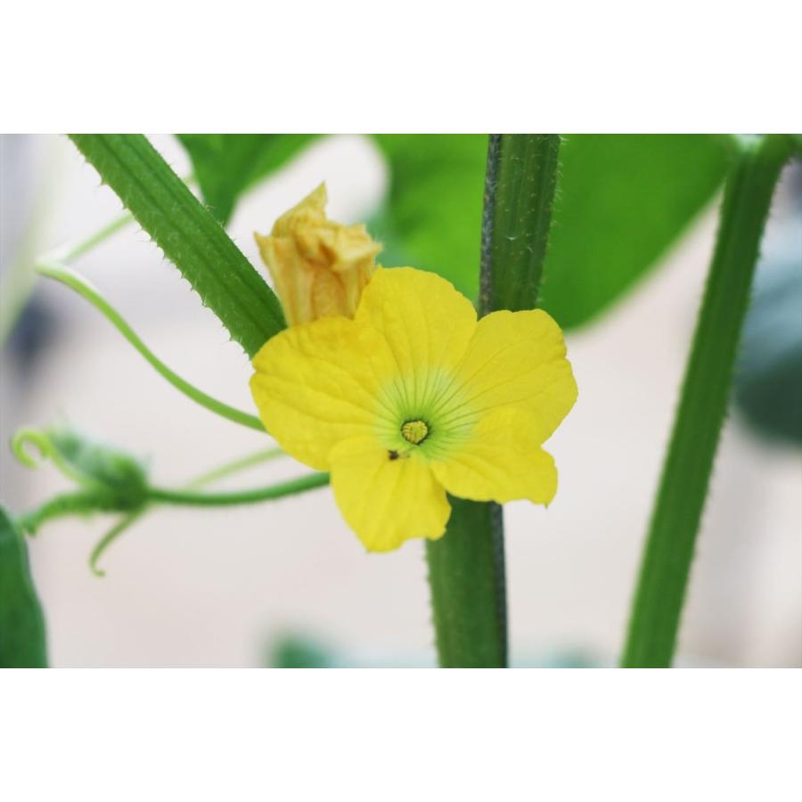 メロン 桐箱 大玉（1.7〜2.0kg）桐箱入りの高級メロン【冬メロン Premium】《12月・1月発送》沖縄・宮古島産｜果物 フルーツ ギフト |  | 08