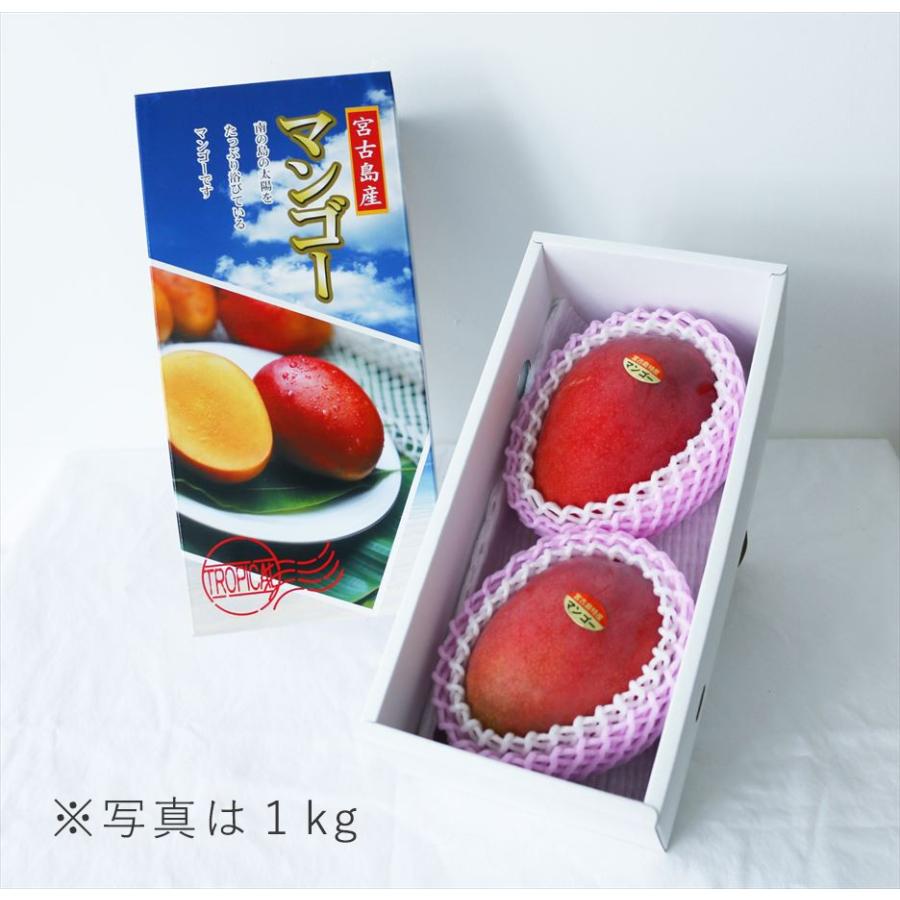 沖縄 宮古島産 マンゴー『マンゴー至高』優品 1kg 2〜3玉 糖度14度保証
