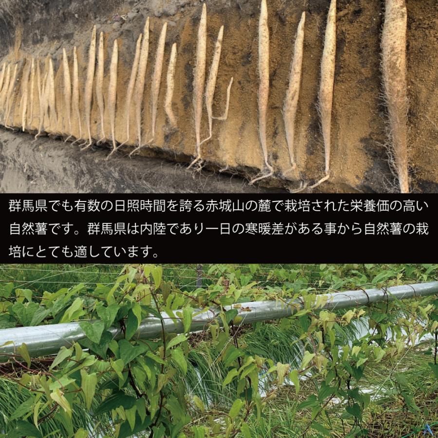 有名人芸能人 自然薯 じねんじょ とろろ 群馬県産 1kg 高級 とのか コロナ支援 在庫処分 応援 食品 栄養たっぷり 産地直送 送料無料 Wantannas Go Id