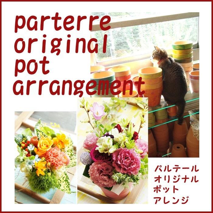 花 誕生日 記念日 ポットＬサイズ プレゼント お祝い 生花 供花 ペット 快気祝 退職祝 宅配 季節の花 おしゃれ 無料メッセージ アレンジ｜parterreflower｜02