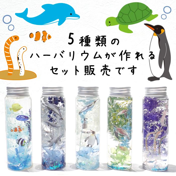 予約販売 夏休み 工作キット 海の生き物 ハーバリウム 5種セット 説明